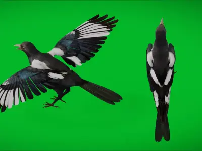 Asian Oriental Korean Magpie Bird Low-poly 3D model