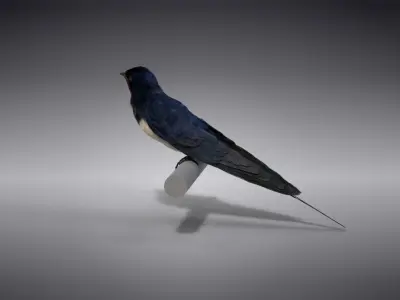 Barn Swallow Animated VFX Grace 3D model