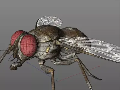 Housefly insect Low-poly 3D model
