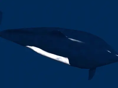 Porpoise orca whale 3D model