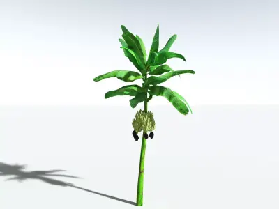 EVERYPlant Banana Plant 3D model