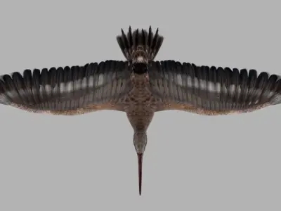 Snipe bird in flight 3D model