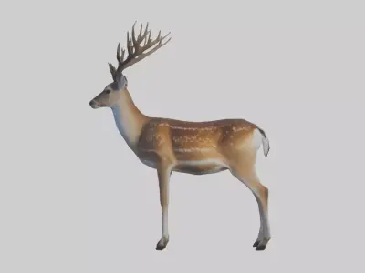 Fallow deer Low-poly 3D model