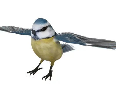 Blue titmouse bird Low-poly 3D model