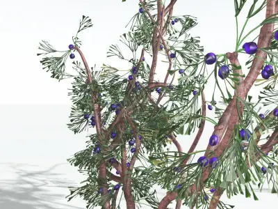 EVERYPlant Baiera 3 --14 Models-- 3D model