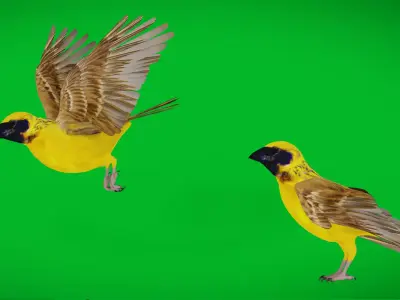 Asian Golden Weaver Bird Low-poly 3D model