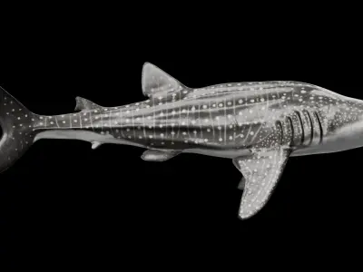 Whale Shark 3D model