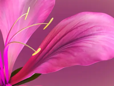 Animated Bauhinia Flower 3D model