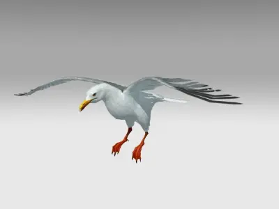 Seagull Low-poly 3D model