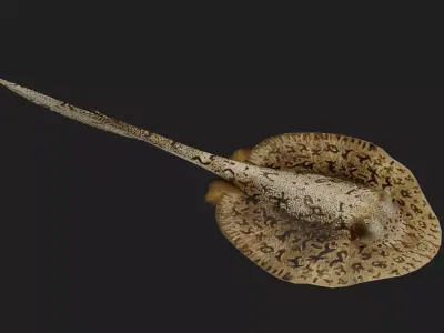 DiscusRay Low-poly 3D model