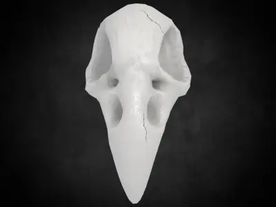 Low poly Crowskull bird of prey mask Low-poly 3D model
