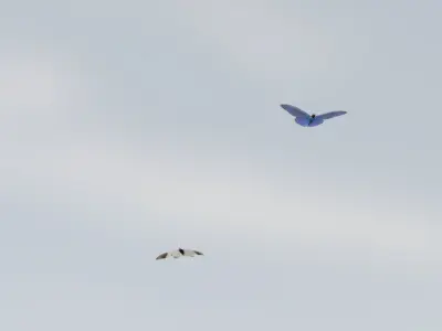 Background Butterflies and Moths Animated- Low Poly Low-poly 3D model