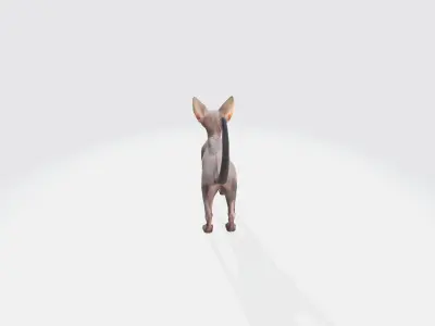 Sphynx Cat Model Animated and Rigged 3D model