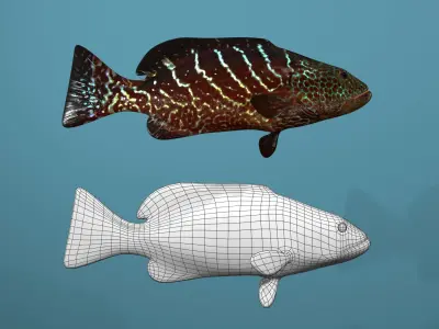 Tiger Grouper Low-poly 3D model