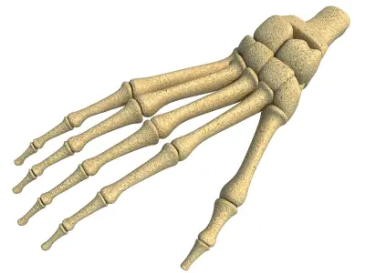 Detailed Animal Foot Bones 3D model