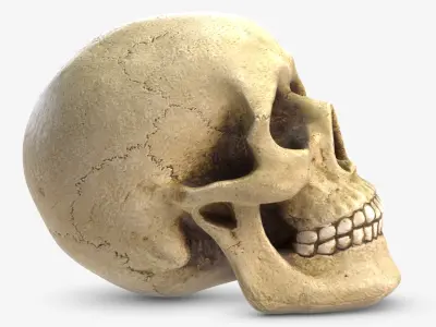 Skull 5 3D model