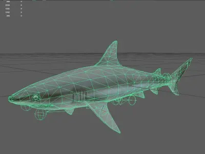 Blacknoseshark Low-poly 3D model