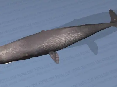 Sperm Whale - Physeter Macrocephalus - Adult Male - Textured -  3D model