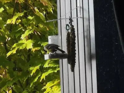 Bird feeder - for small birds Free 3D print model