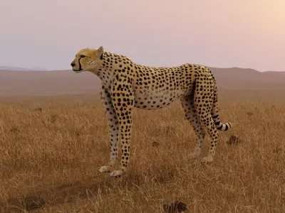 Cheetah Low-poly 3D model