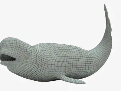 Beluga Whale Rigged Basemesh Low-poly 3D model