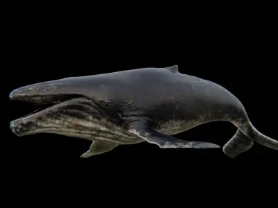 Humback Whale Low-poly 3D model