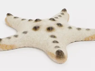 -Chocolate Chip Starfish -  3D model
