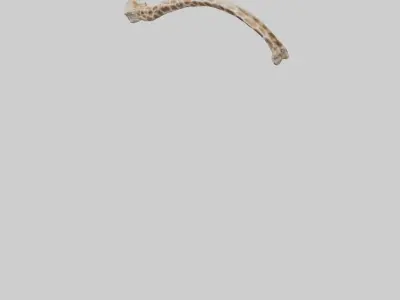 Giraffe Rib Low-poly 3D model