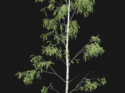 Birch forest part 02 3D model