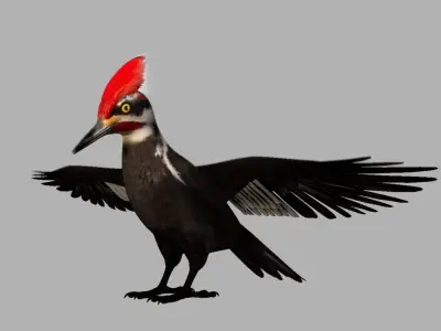 woodpecker bird 3d model 3D model
