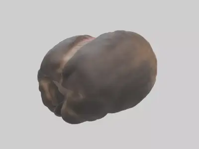 Moose Stomach Low-poly 3D model