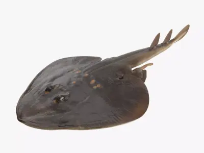 Yellow Spotted Fanray 3D model