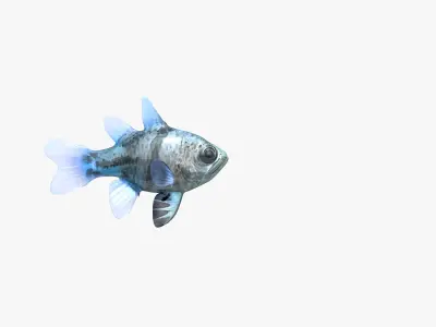 Orbiculate Cardinalfish 3D model