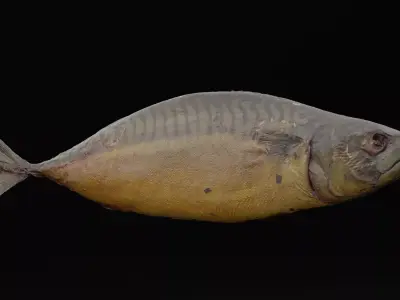 Fire Grilled Fish Low-poly 3D model