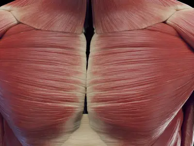 Human Male Muscles Static 3D model