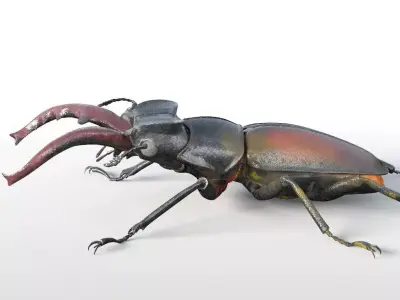 Stag Beetle insect Low-poly 3D model