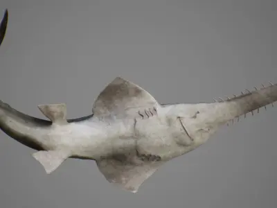Sawfish shark with long tail Low-poly 3D model