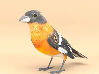3D Bird Pack Black Headed Grosbeak Male and Female Low-poly 3D model