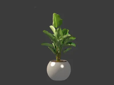 Strelitzia nicolai - Natal wild banana Tree 3D model