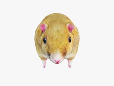 Hamster Free 3D model