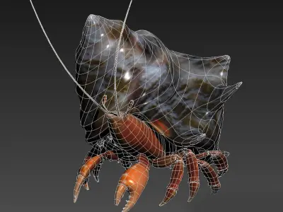 Hermit crabs sand crabs hand crabs sea animals 3D model