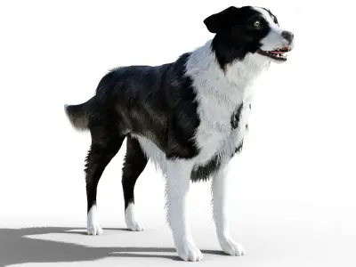 Border Collie Dog Fur And Rigged Low-poly 3D model