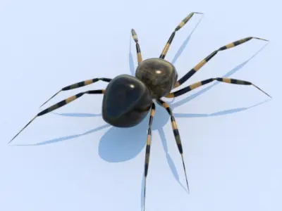 House Spider 3D model