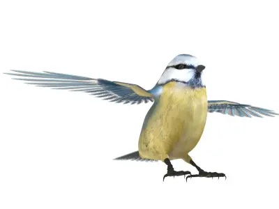Blue titmouse bird Low-poly 3D model