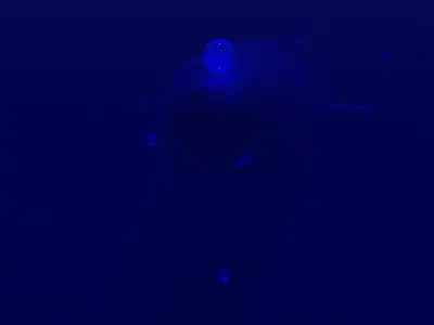 Submarine Animation 3D model