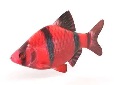 Red Tiger Barb 3D model