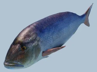 Snapper Photorealistic sea fish 3D Model Rigged Animated Low-poly 3D model