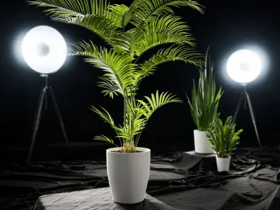  Parlor Palm Potted Plant Model 