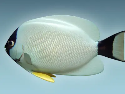 Masked Anglefish 3D model