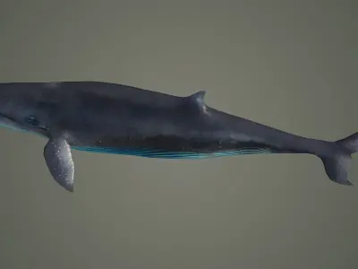 bluewhale whale fish ocean shark water fin sea orca 3D model